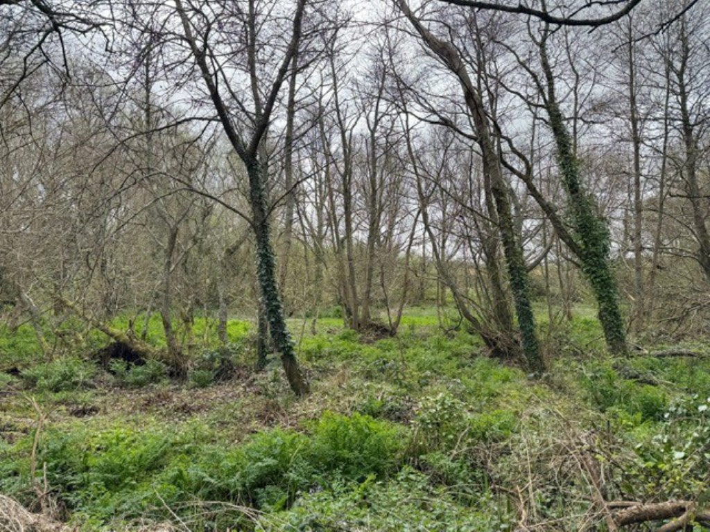 Lot: 102 - OVER TWO ACRES OF LAND - View of the land